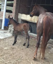 -萌宠亲子动物乐园(槐房万达店)