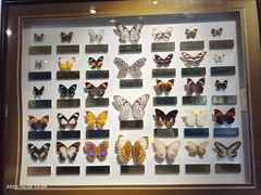 -上海昆虫博物馆