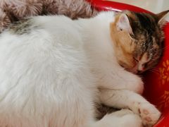 -平行世界·猫咖(首经贸店)