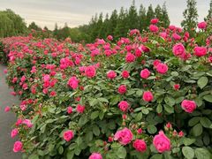 -上海辰山植物园