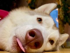 -Husky Go! 哈士奇体验馆·宠物咖啡厅狗咖