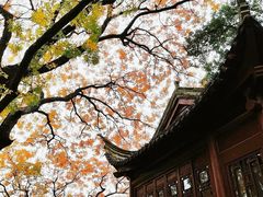 -八大山人梅湖景区