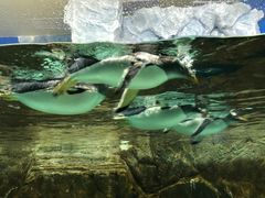 -成都浩海立方海洋公园