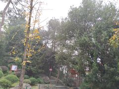 -铁山坪森林公园