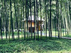 -黄海国家森林公园