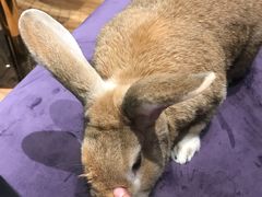 -藦茜花园宠物主题亲子互动体验馆(国顺东路店)