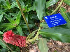 -中国科学院西双版纳热带植物园