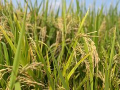 -中国天府农业博览园