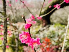 -杭州植物园