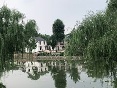 -大塘金香草谷