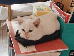 -心仪动物医院·牙专科·肿瘤·心脏科(西客站院)