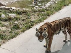 -西安秦岭野生动物园