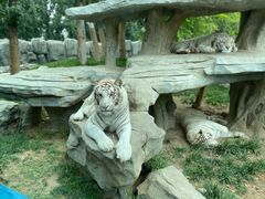 -北京野生动物园