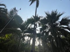 -中国科学院西双版纳热带植物园