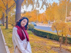 -三里屯东五街银杏大道