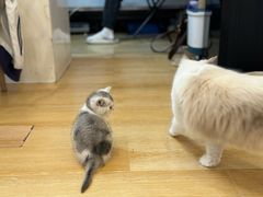 -猫咪派对(江南西店)