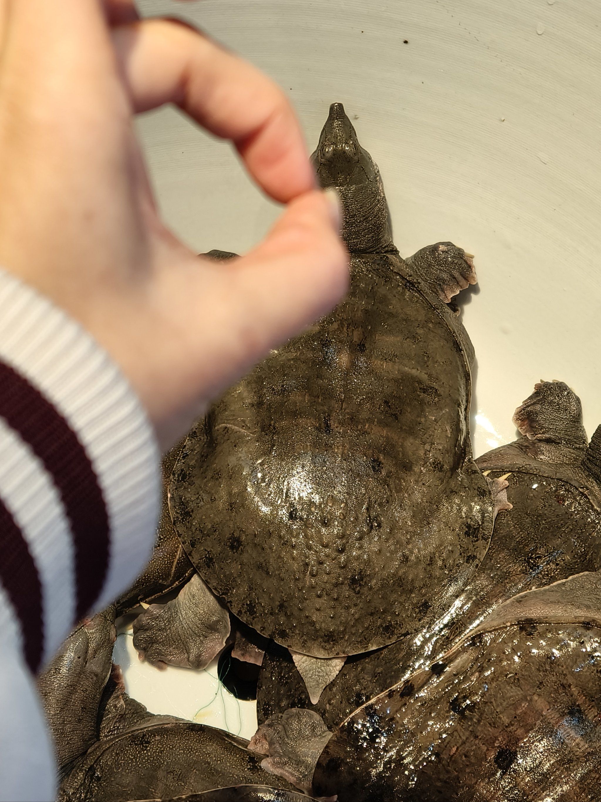 挑西瓜敲脑壳,挑王八呢?