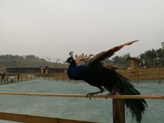 -黄龙溪欢乐田园