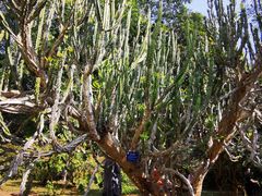 -中国科学院西双版纳热带植物园