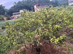 -红山村