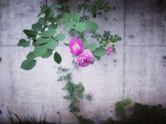 -天鹅湖体育公园