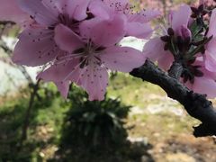-南汇桃花村