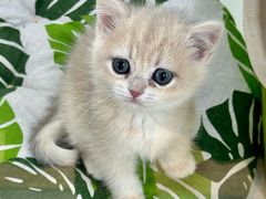 -青奢宠物·青奢猫舍