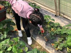 -小鱼草莓采摘园农家乐·小鱼餐厅