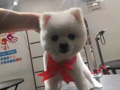 -宠物家(双井店)