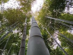 -树山生态村