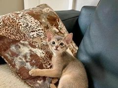 -猫十亿·布偶金渐层·曼基康矮脚猫舍(青年路店)