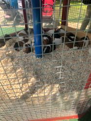 -萌宠亲子动物乐园(槐房万达店)