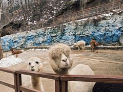 -栾川竹海野生动物园