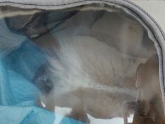 -瑞鹏宠物医院·内科·中兽医·骨科(苗圃店)