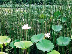 -荷塘月色湿地公园·向阳花洲