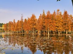 -白鹭湾湿地公园