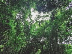 -凤栖山