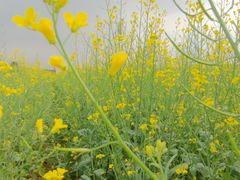 -光明小镇欢乐田园