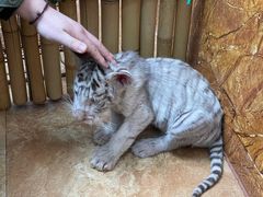 -西霞口神雕山野生动物世界