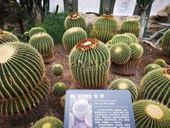 -北京植物园-展览温室