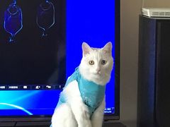 -瑞派福兴宠物医院犬猫全科·骨科·中西医结合(河东店)