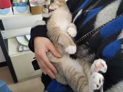 -灵美宠物诊所