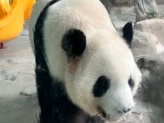 -灵玲国际马戏城