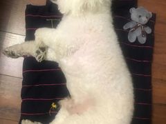 -多卡布奇宠物生活馆(上林世家店)