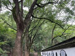 -上海佘山国家森林公园天马山园