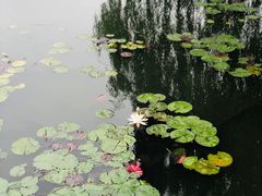 -西湖游船