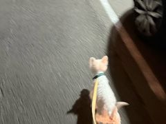 -老袁羊板筋(农光路店)
