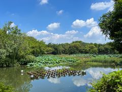 -西溪国家湿地公园