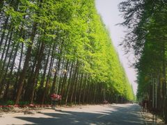 -日照海滨国家森林公园