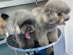 -中农大我爱我爱24h动物医院·中医针灸·猫专科·骨科医疗中心(双井店)